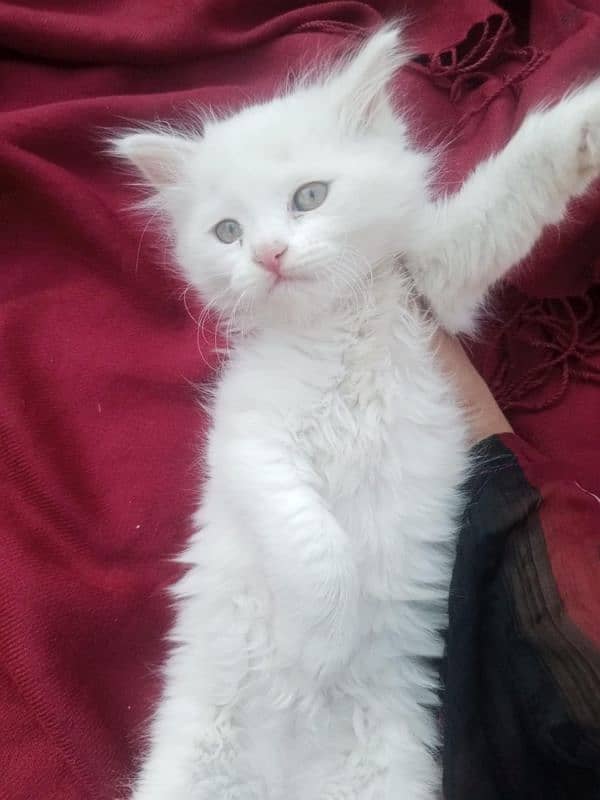 Persian triple coat female kitten 19