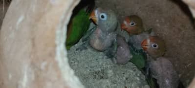 Fisher breeder pair with 4 chicks 03092462115