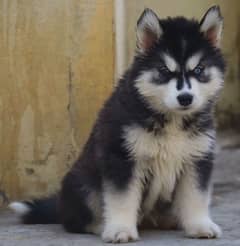 Siberian husky Puppy | Siberian husky Dog!  husky Puppy male & female