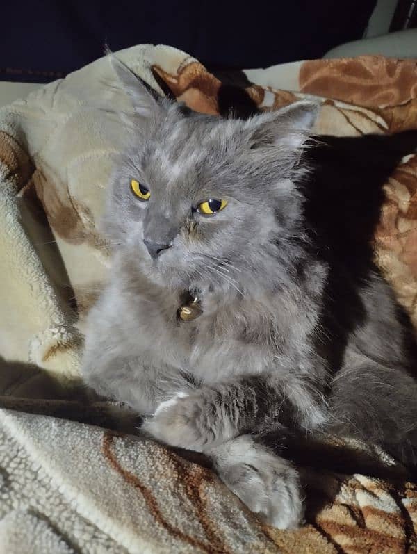 Cute Persian Cat For Sale 0