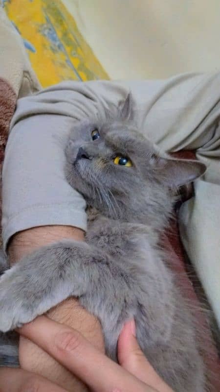 Cute Persian Cat For Sale 1