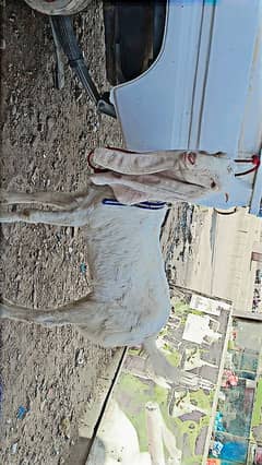 6 Month Gulabi Female