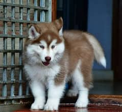 brown husky puppies