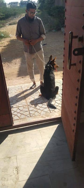 German Shepherd Dog Female Vaccinated 1