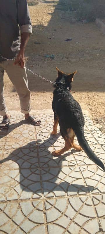 German Shepherd Dog Female Vaccinated 2