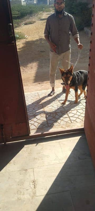 German Shepherd Dog Female Vaccinated 3