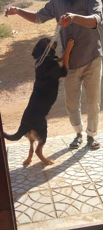 German Shepherd Dog Female Vaccinated 5