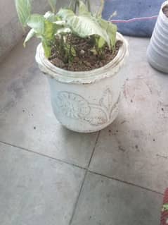 plant w clay pot