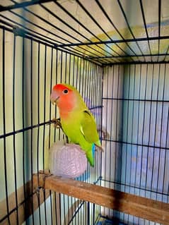 Peach face or rosy coli lovebird