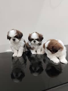 Shih Tzu puppies