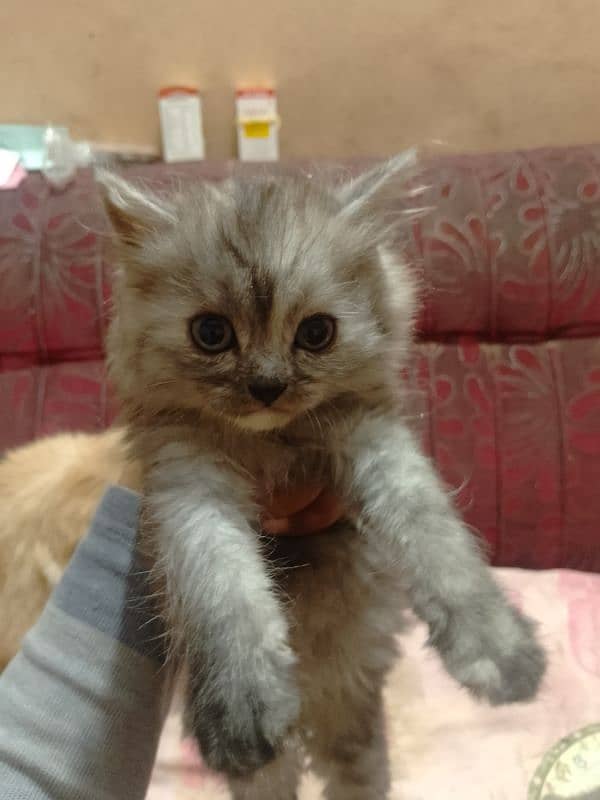 Persian triple cotted Kitten 0