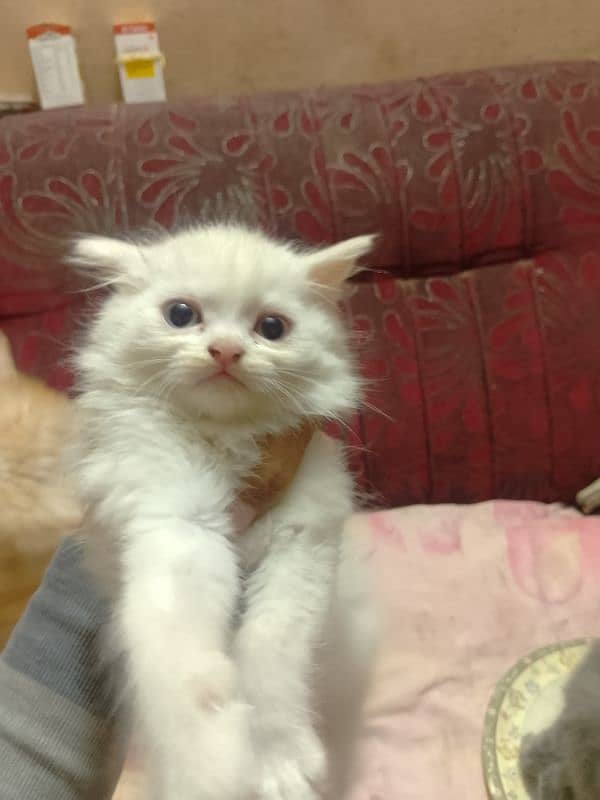 Persian triple cotted Kitten 1