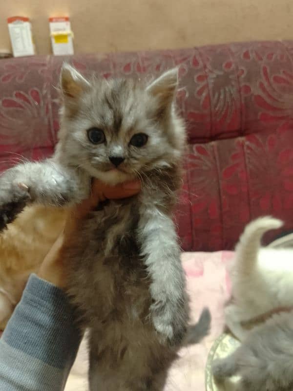 Persian triple cotted Kitten 4