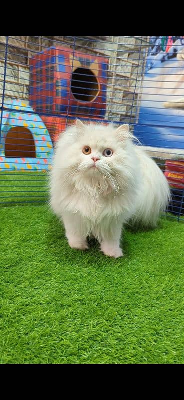 Extreme Quality Persian Long Coat Male 0