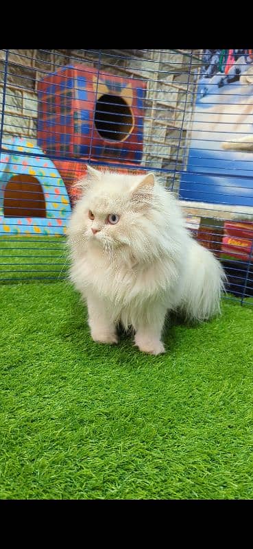 Extreme Quality Persian Long Coat Male 1