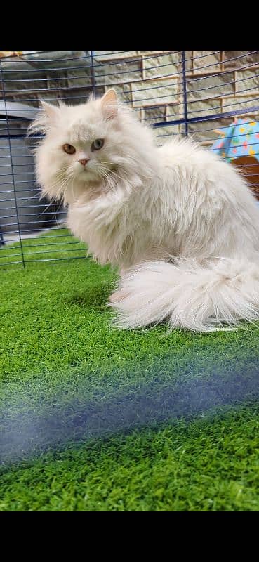 Extreme Quality Persian Long Coat Male 2