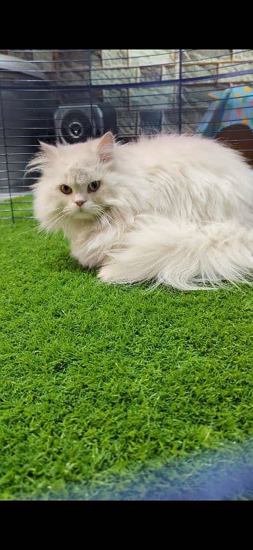 Extreme Quality Persian Long Coat Male 3