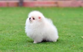 teacup pomeranian Puppy for sale | high quality Dog male & female