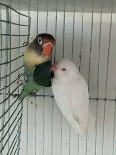 Handtame & breeder lovebird albino parblue split ino handtame parrot