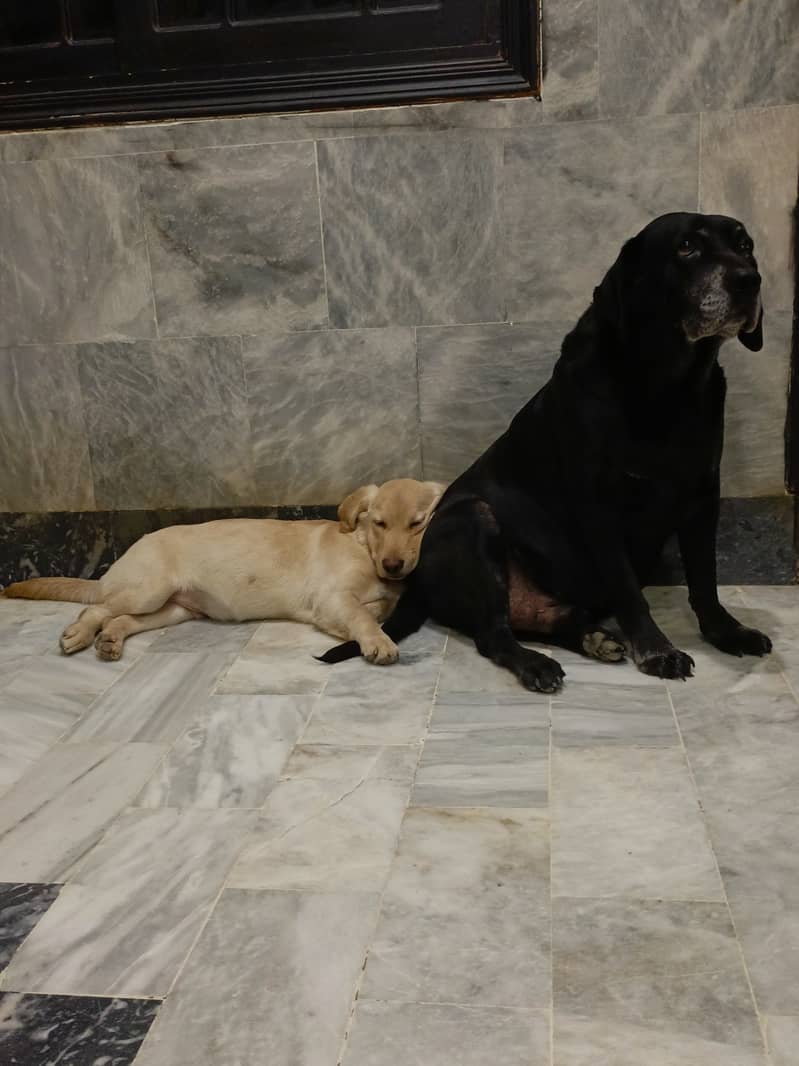 Puppies labrador male female very active 1