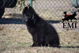 Black shepherd Puppy | Puppy | Dog for sale