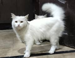 Persian Cats pair For sale