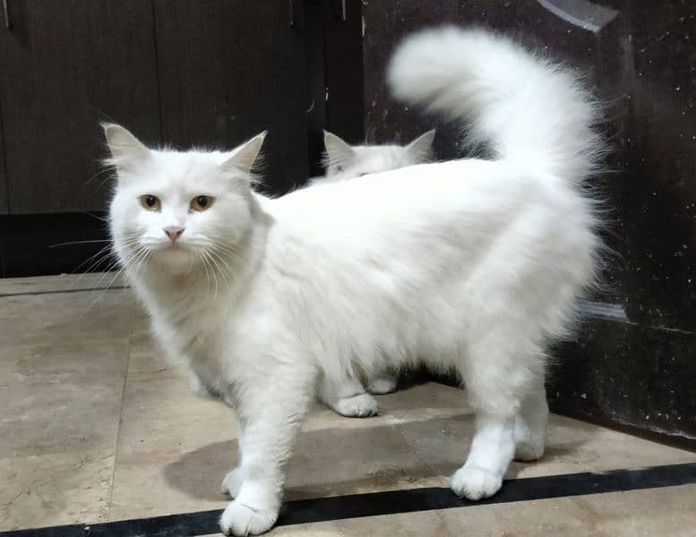 Persian Cats pair For sale 0