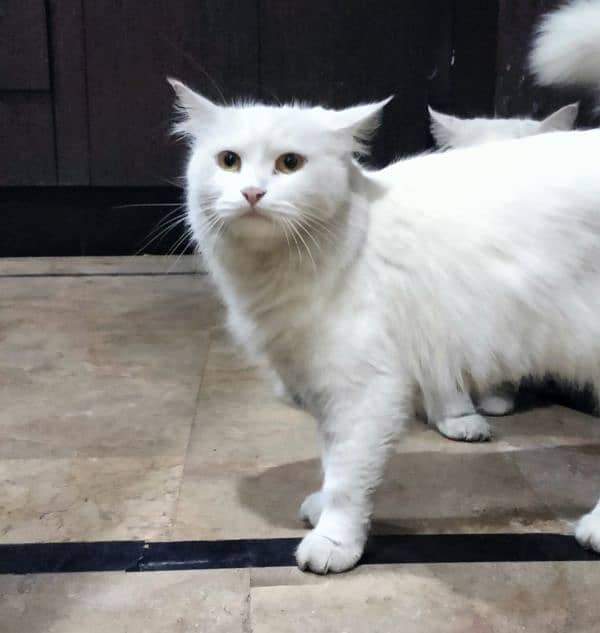 Persian Cats pair For sale 1