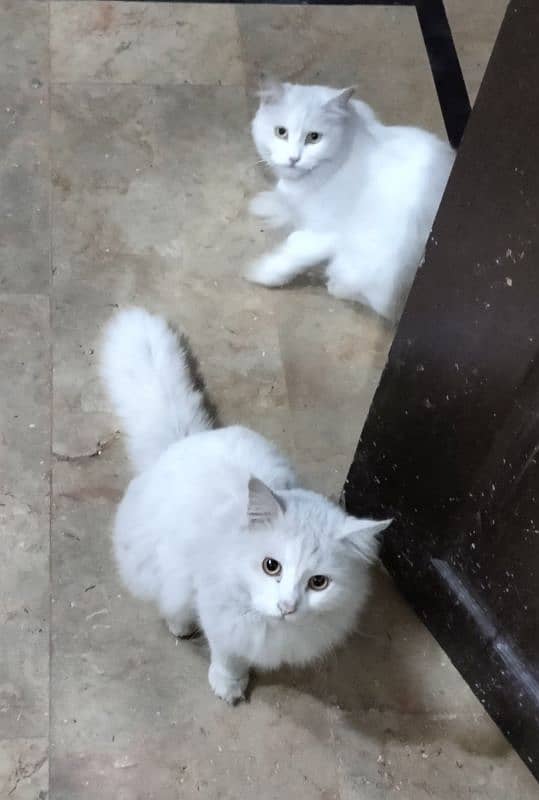 Persian Cats pair For sale 2