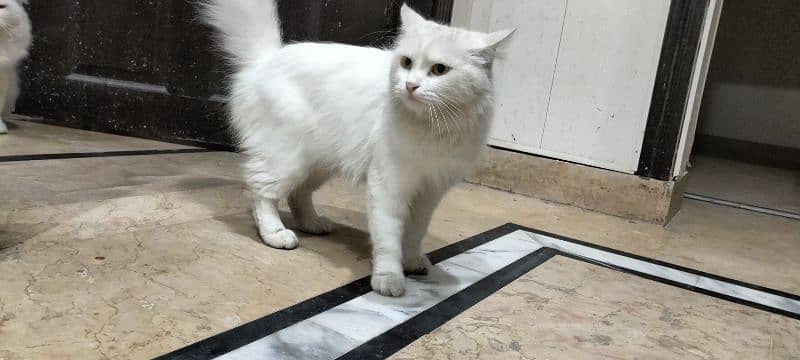 Persian Cats pair For sale 4