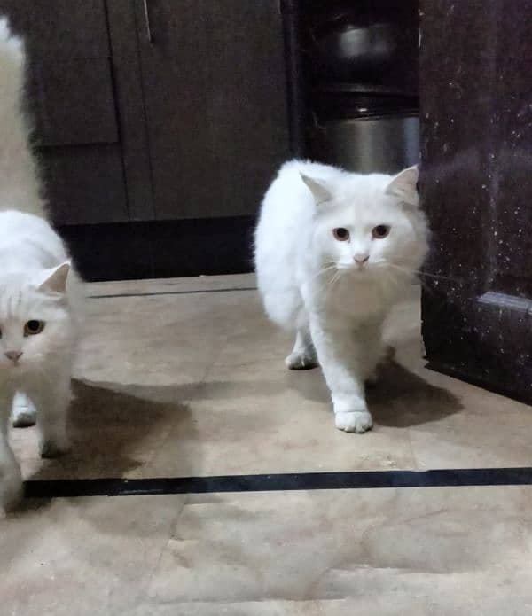 Persian Cats pair For sale 5