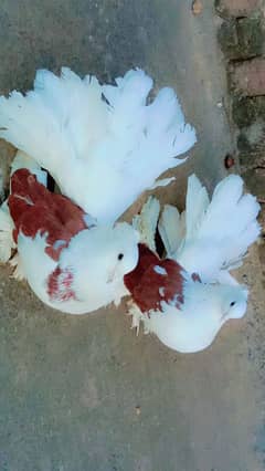 breeder pair h gar ka h