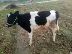 original female friesian child for sale in swabi khas