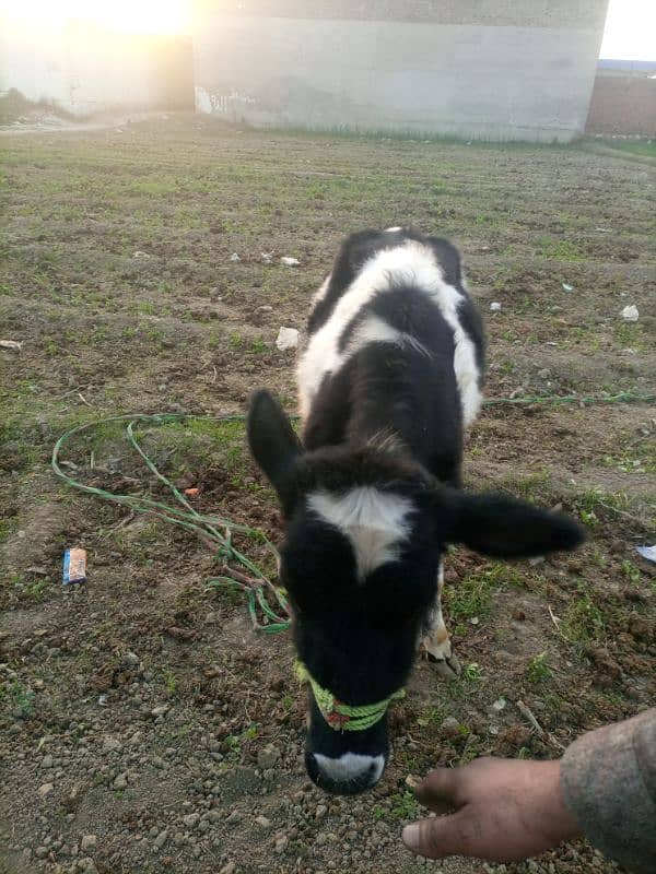 original female friesian child for sale in swabi khas 1