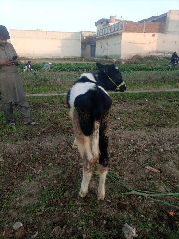 original female friesian child for sale in swabi khas 2