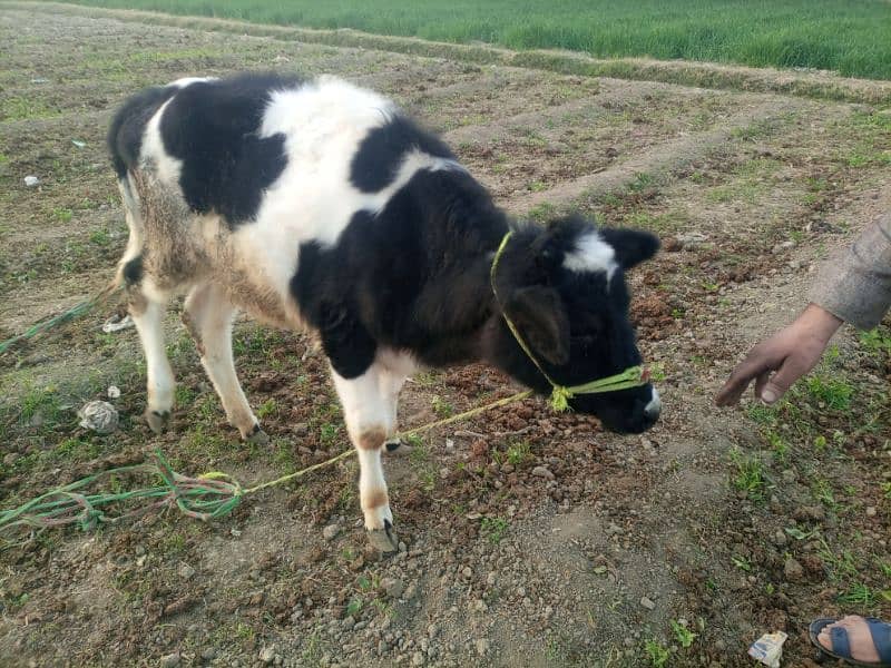 original female friesian child for sale in swabi khas 3