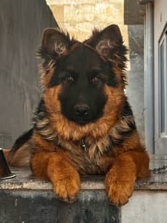 German Shepherd, female dog