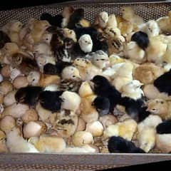 golden misri chick for sale