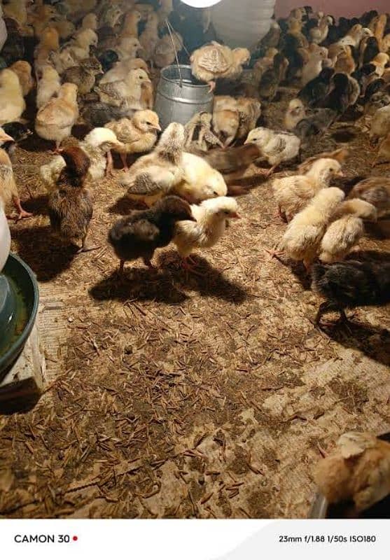 golden misri chick for sale 1