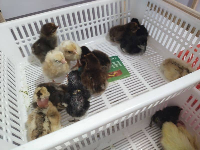 golden misri chick for sale 2