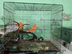 parrot cage