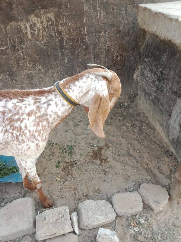 pure makha chene bakri. Whatsapp 03423434781 3