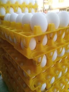 Wholesale Egg For Sale