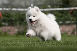 white Siberian husky | white husky puppy | Dog