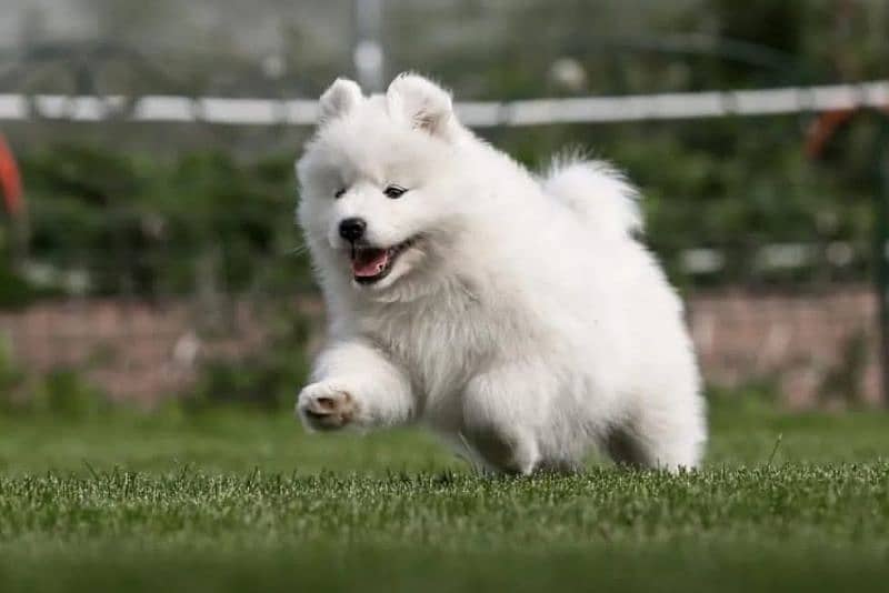 white Siberian husky | white husky puppy | Dog 0