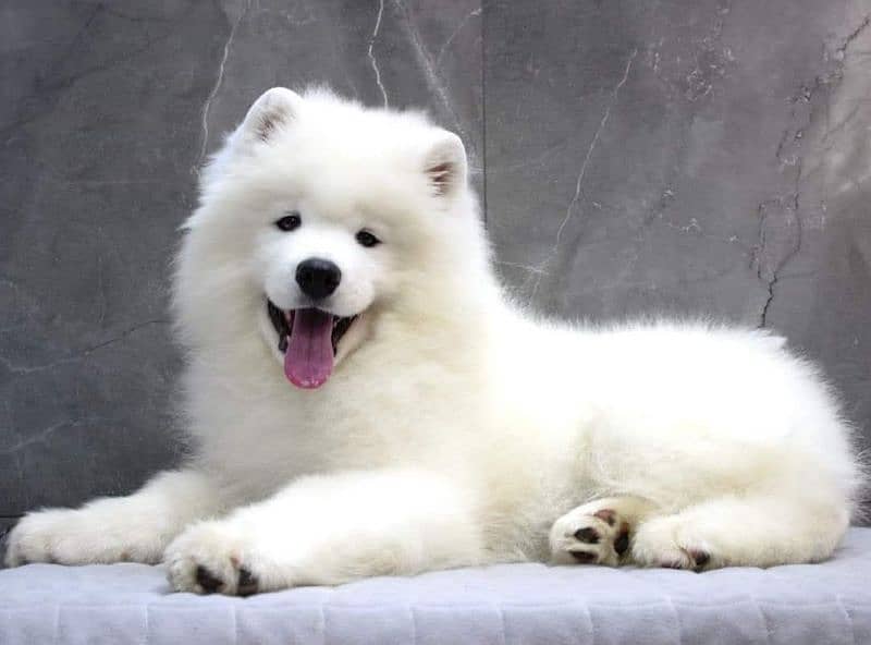 white Siberian husky | white husky puppy | Dog 1