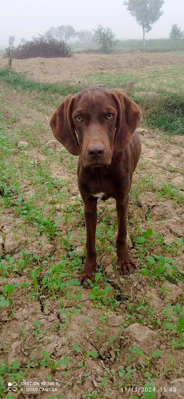 pure pointer trained for security, playing, cheer up with family, 2