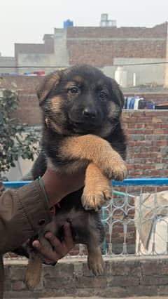 German Shepherd Puppies Pair