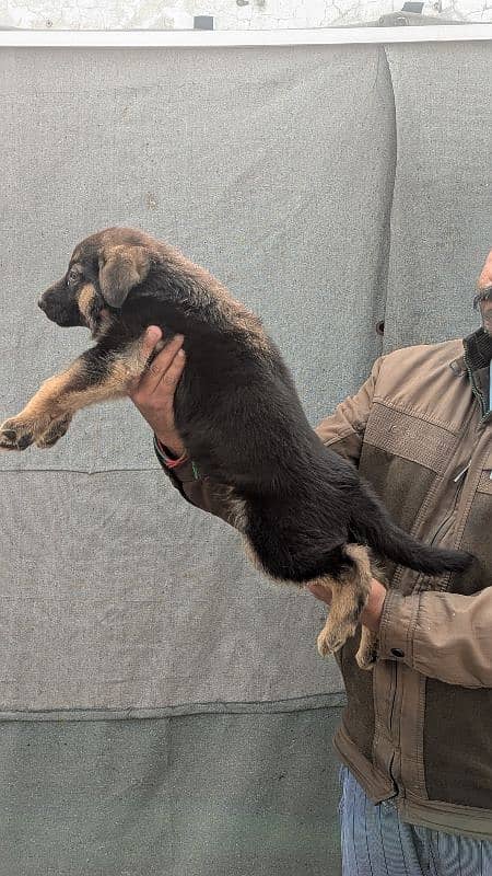 German Shepherd Puppies Pair 2