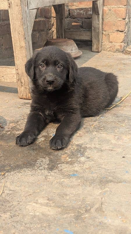 German Shepherd Puppies Pair 5